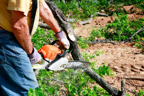 The Steps Involved in Our Tree Care Process in Trafford, PA